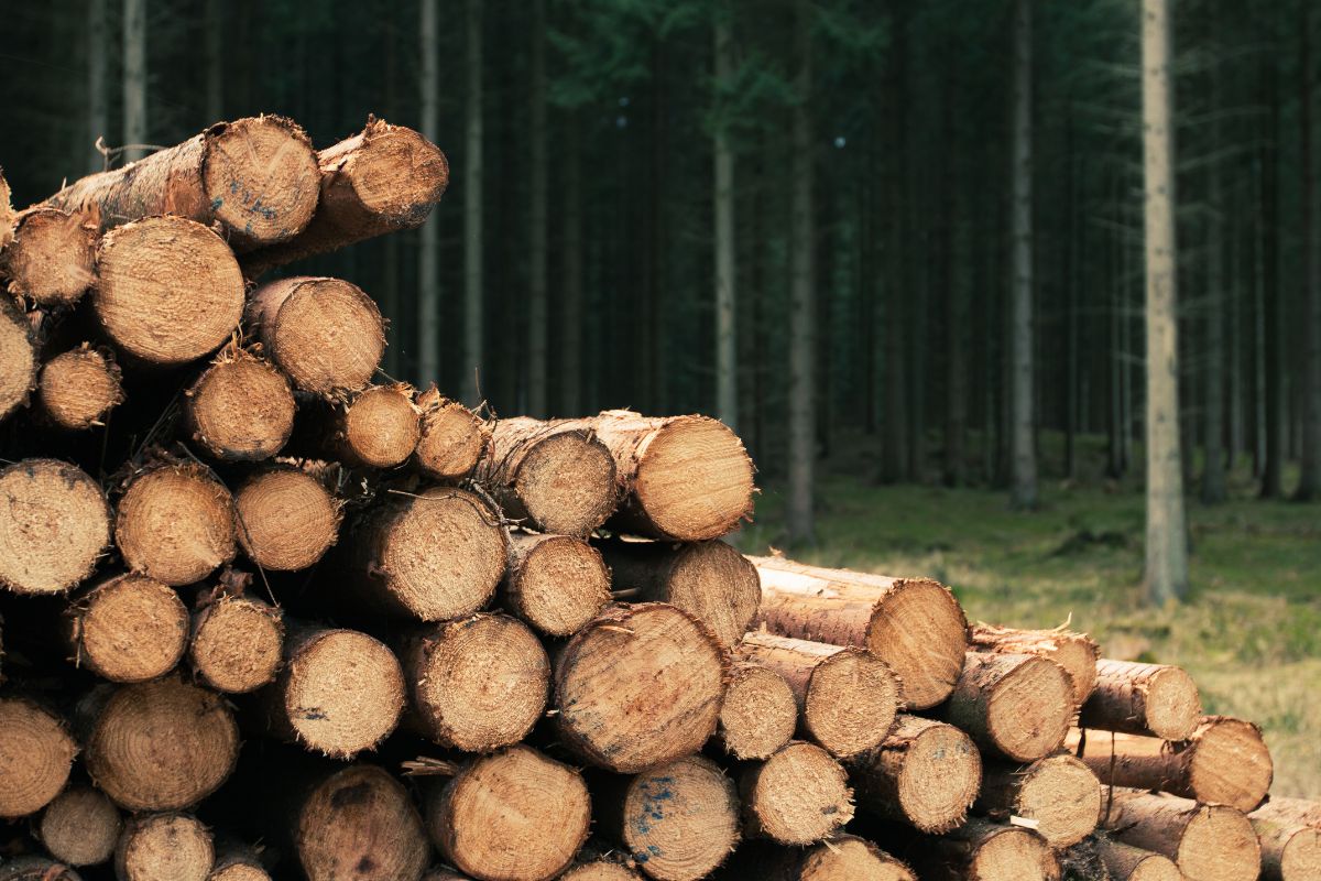 Buches de bois densifiées